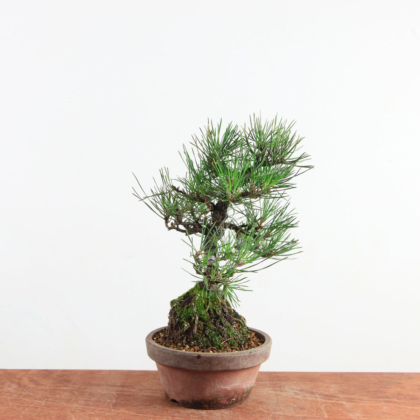 Bonsai Pinus thunbergii 'Zwarte den’