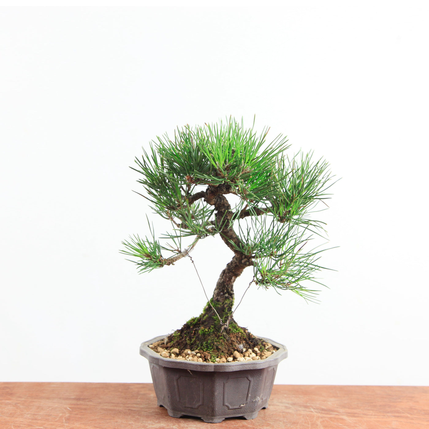 Bonsai Pinus thunbergii 'Zwarte den’