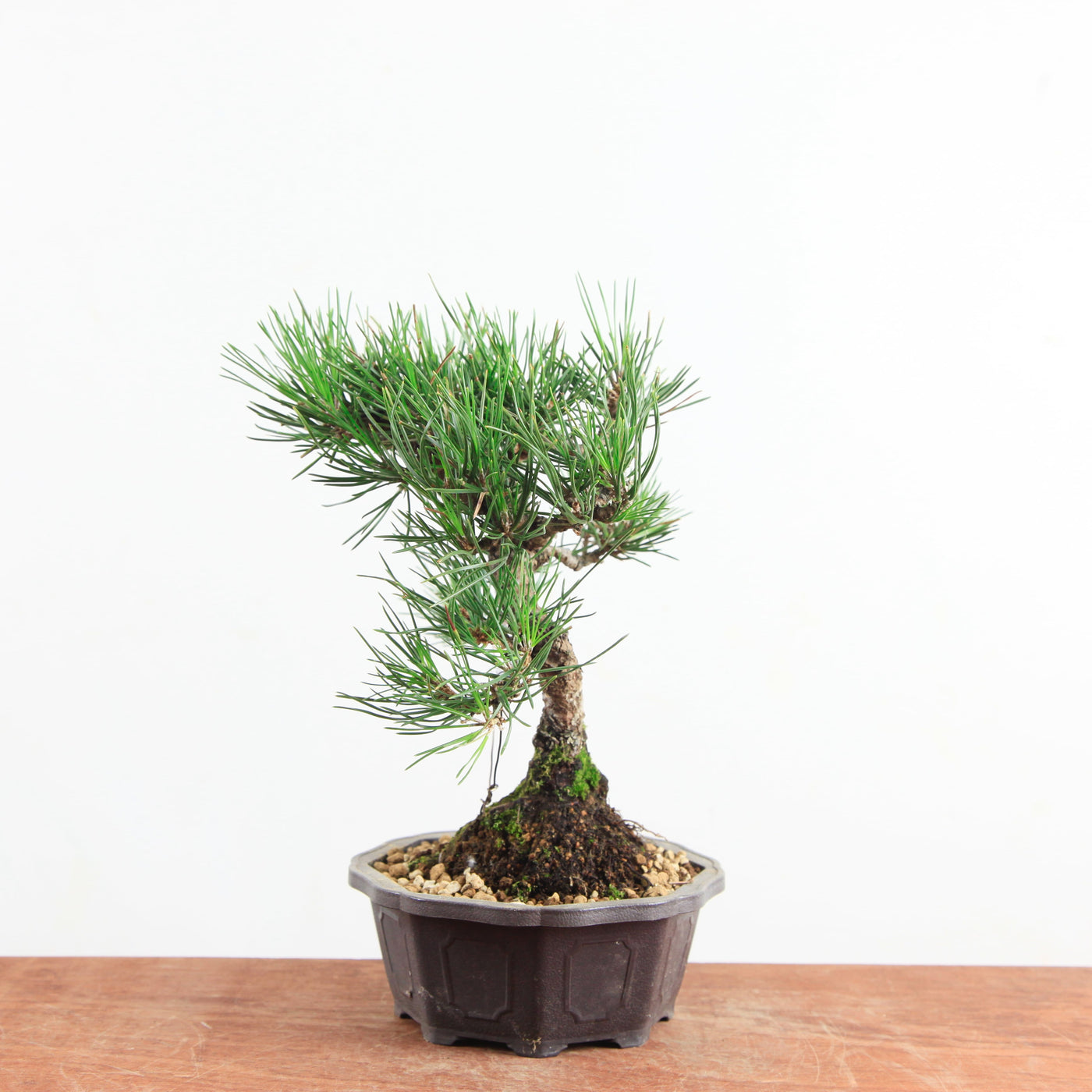 Bonsai Pinus thunbergii 'Zwarte den’