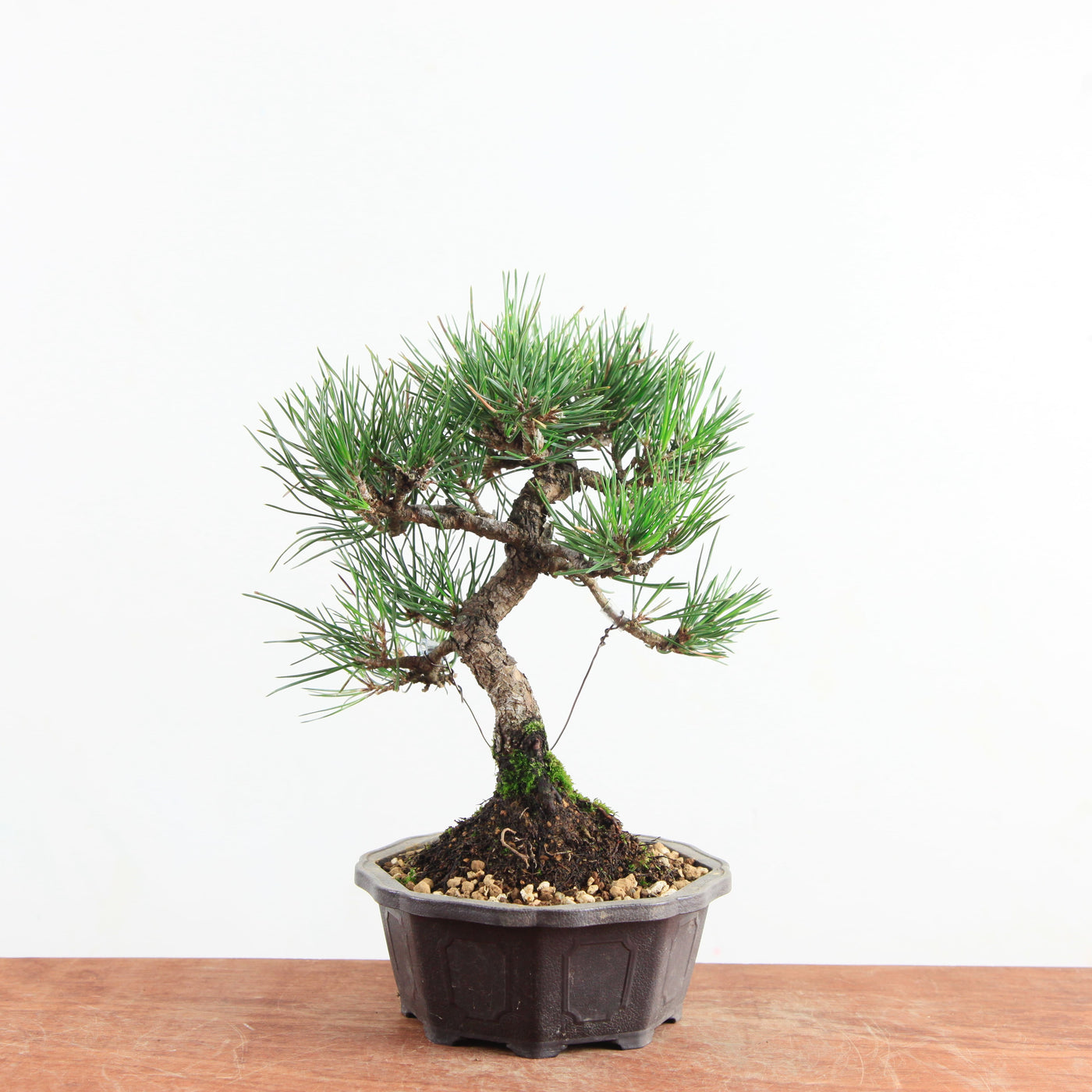 Bonsai Pinus thunbergii 'Zwarte den’