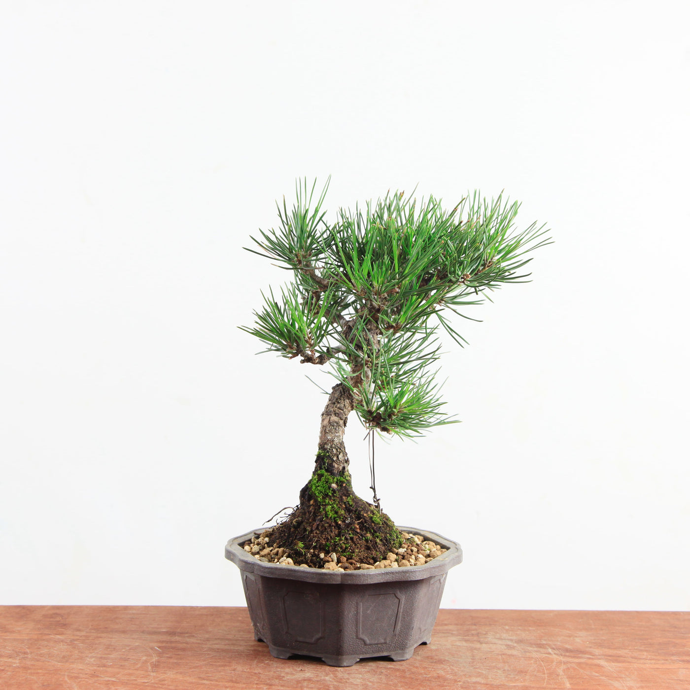Bonsai Pinus thunbergii 'Zwarte den’