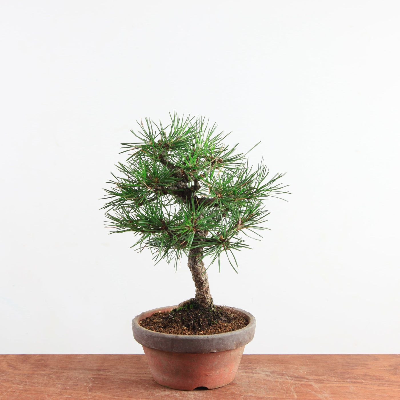 Bonsai Pinus thunbergii 'Zwarte den’