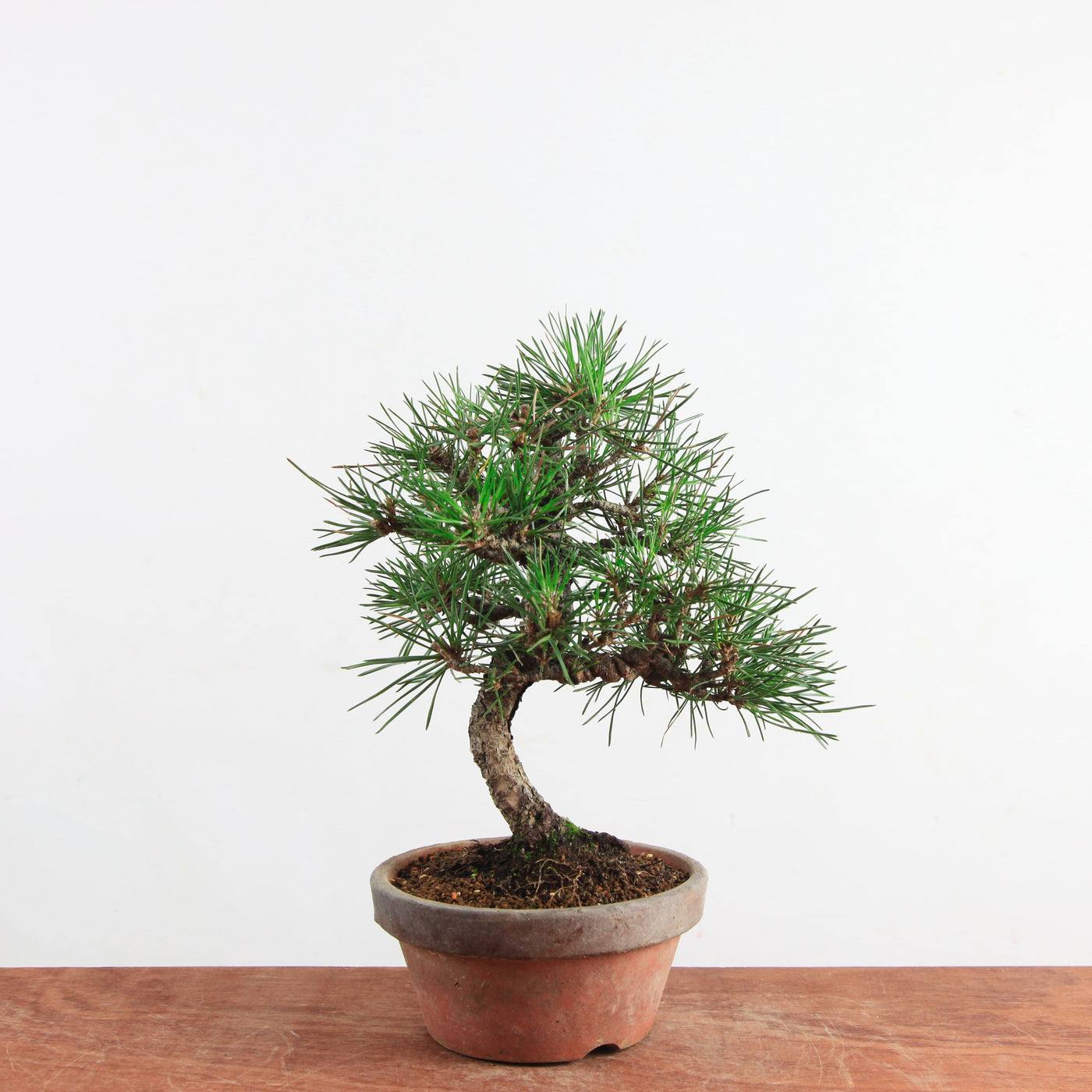 Bonsai Pinus thunbergii 'Zwarte den’