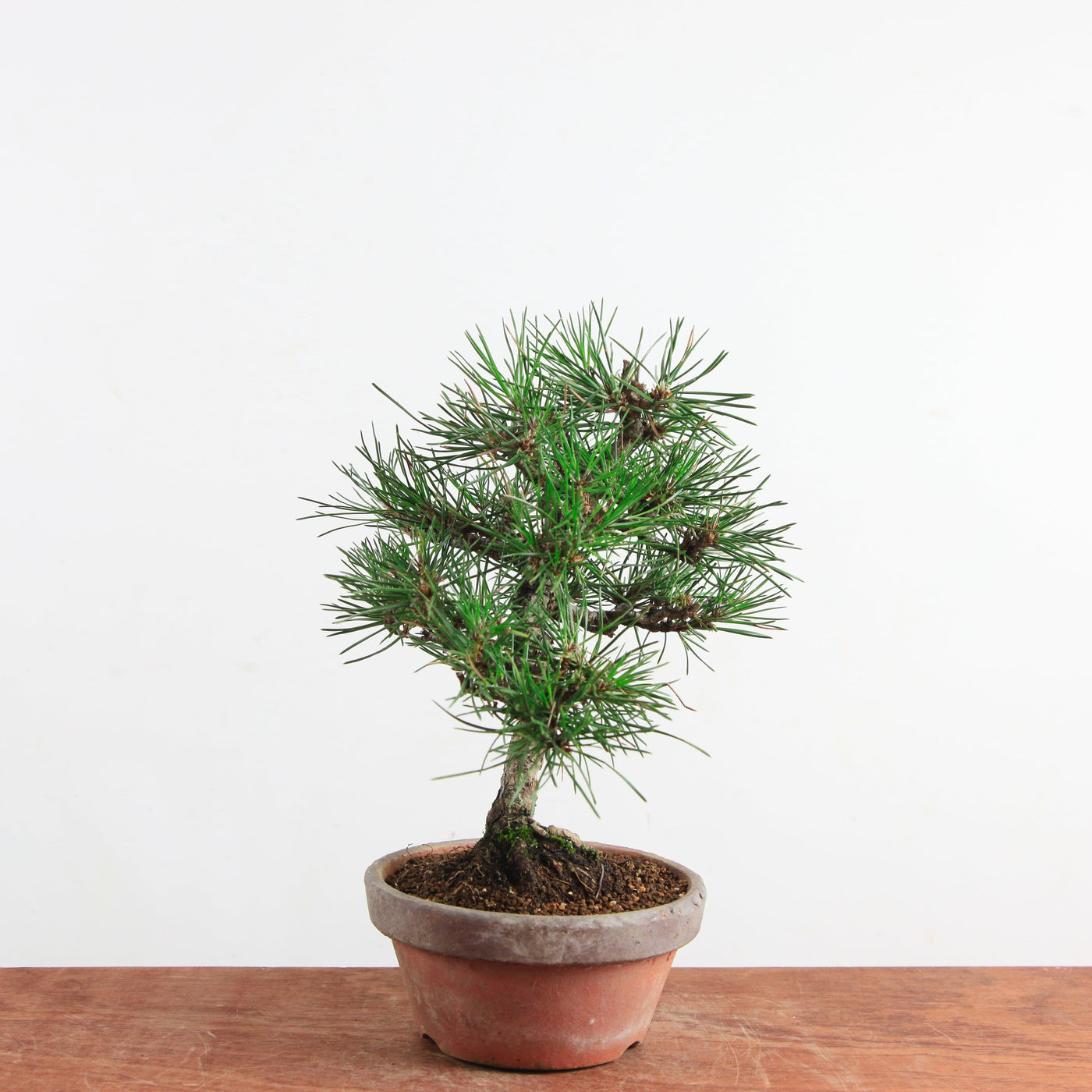 Bonsai Pinus thunbergii 'Zwarte den’
