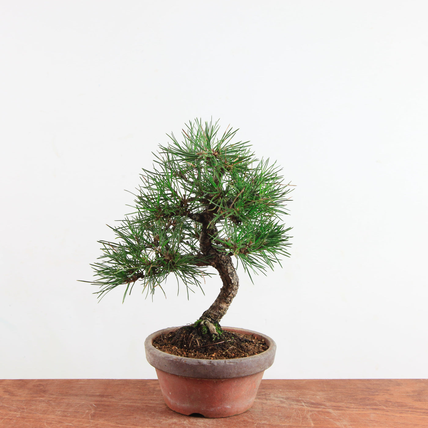 Bonsai Pinus thunbergii 'Zwarte den’