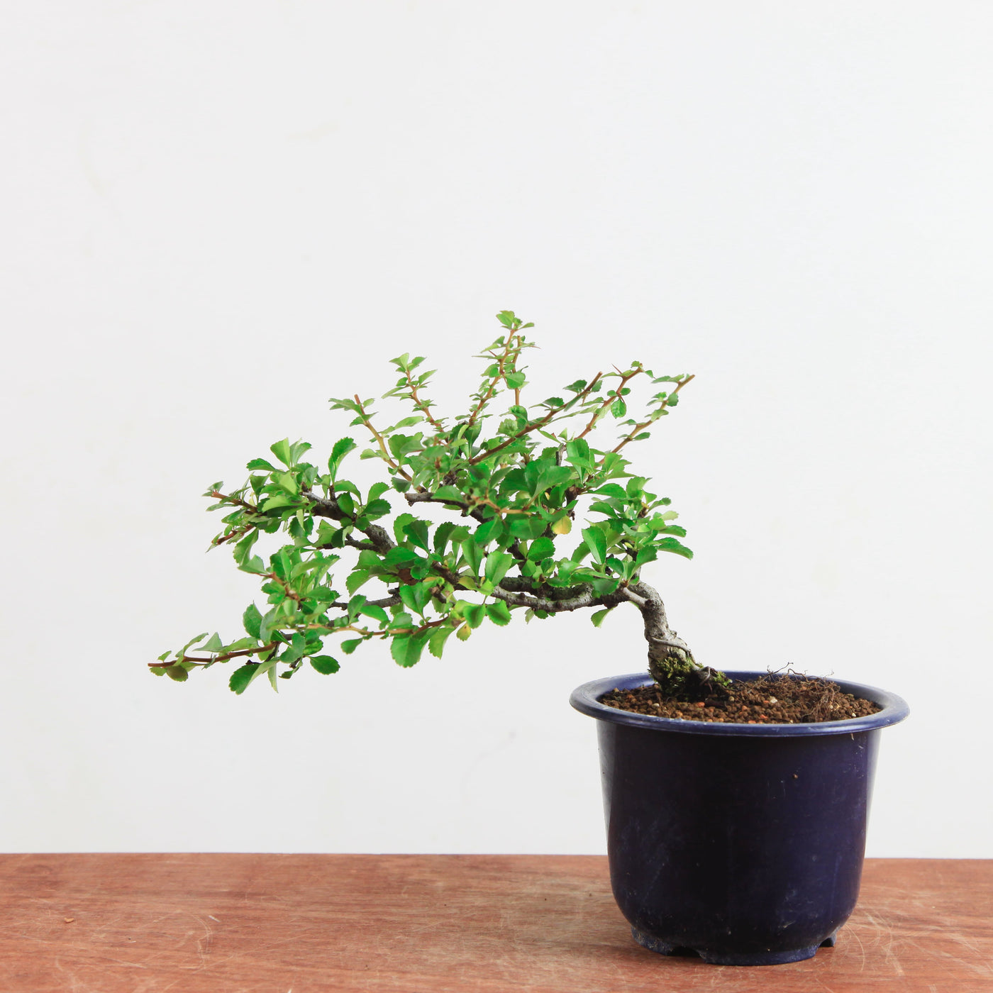 Bonsai Chaenomeles speciosa