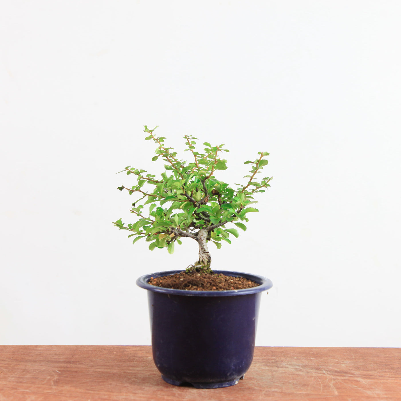 Bonsai Chaenomeles speciosa