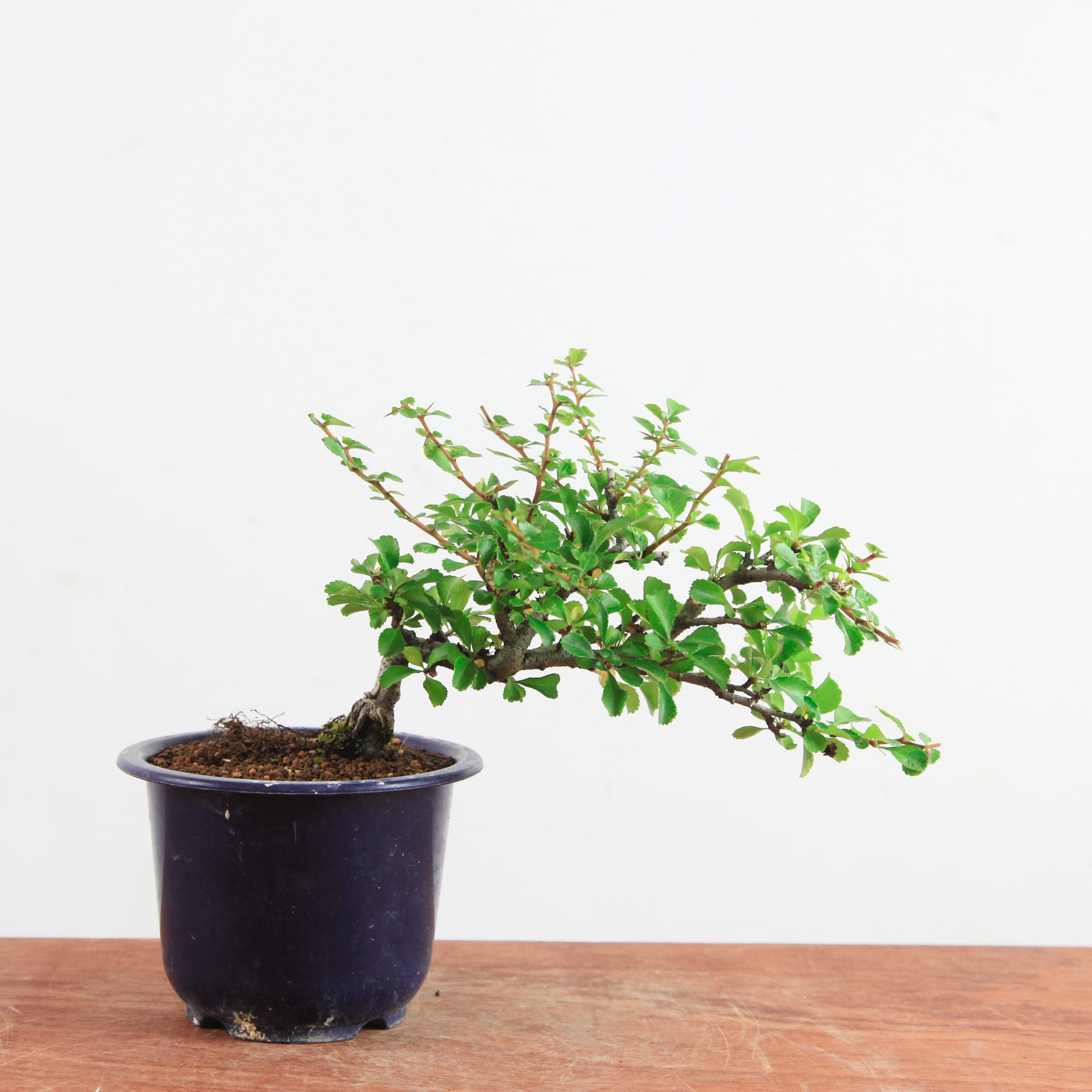 Bonsai Chaenomeles speciosa
