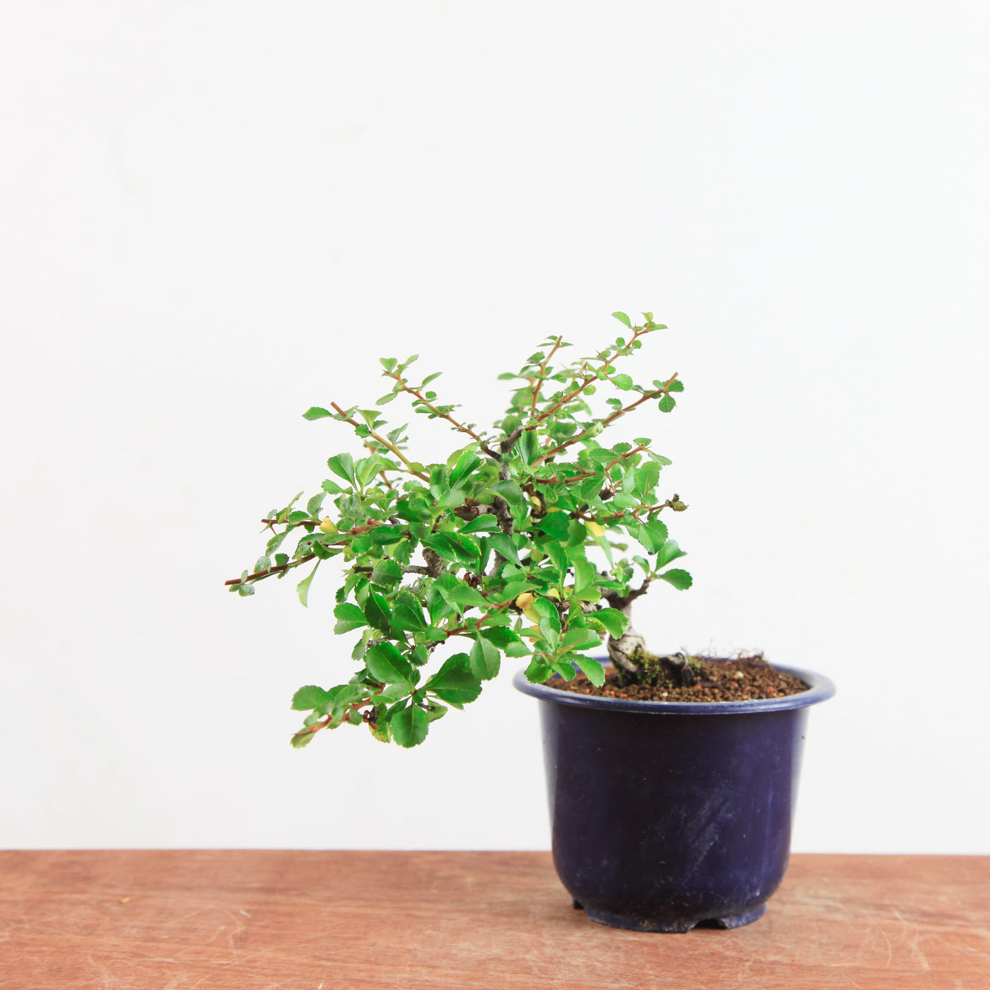 Bonsai Chaenomeles speciosa