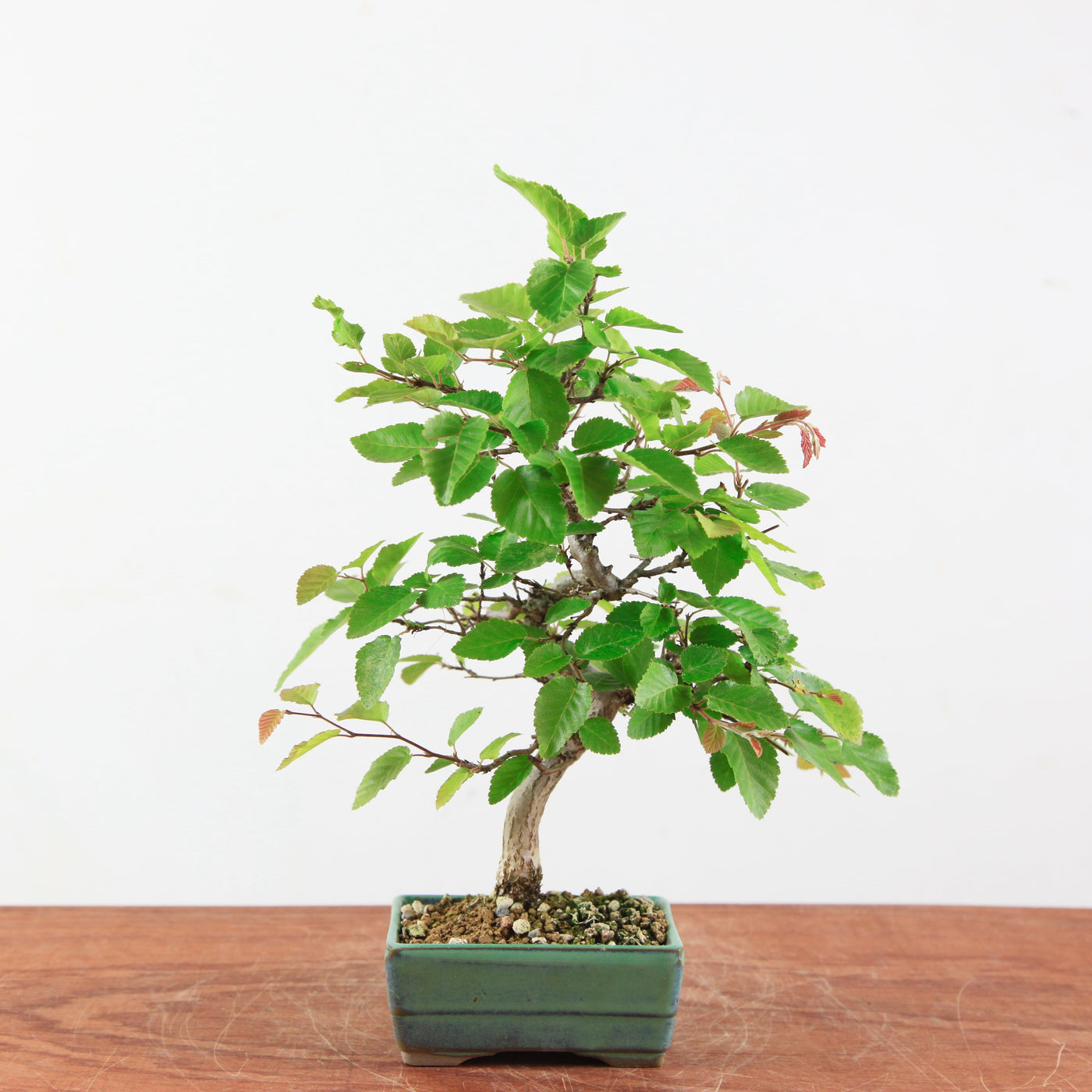 Bonsai Carpinus 'Turczaninowii'