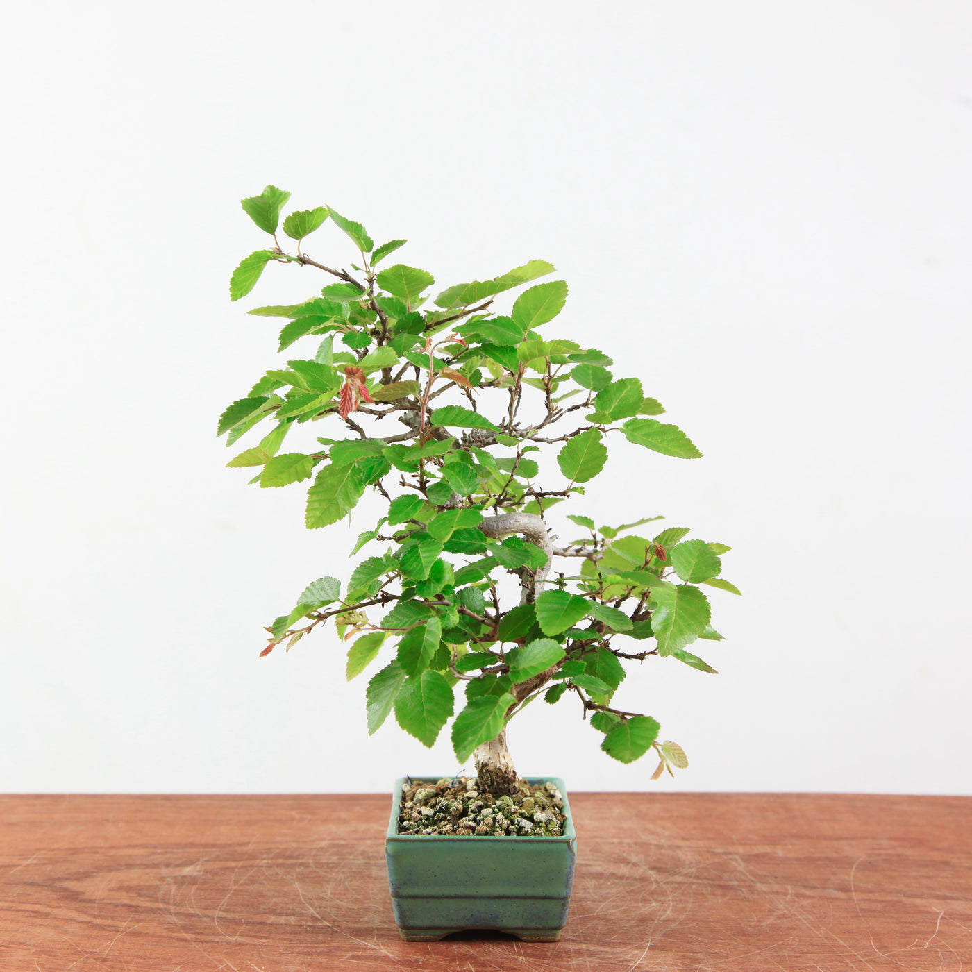 Bonsai Carpinus 'Turczaninowii'