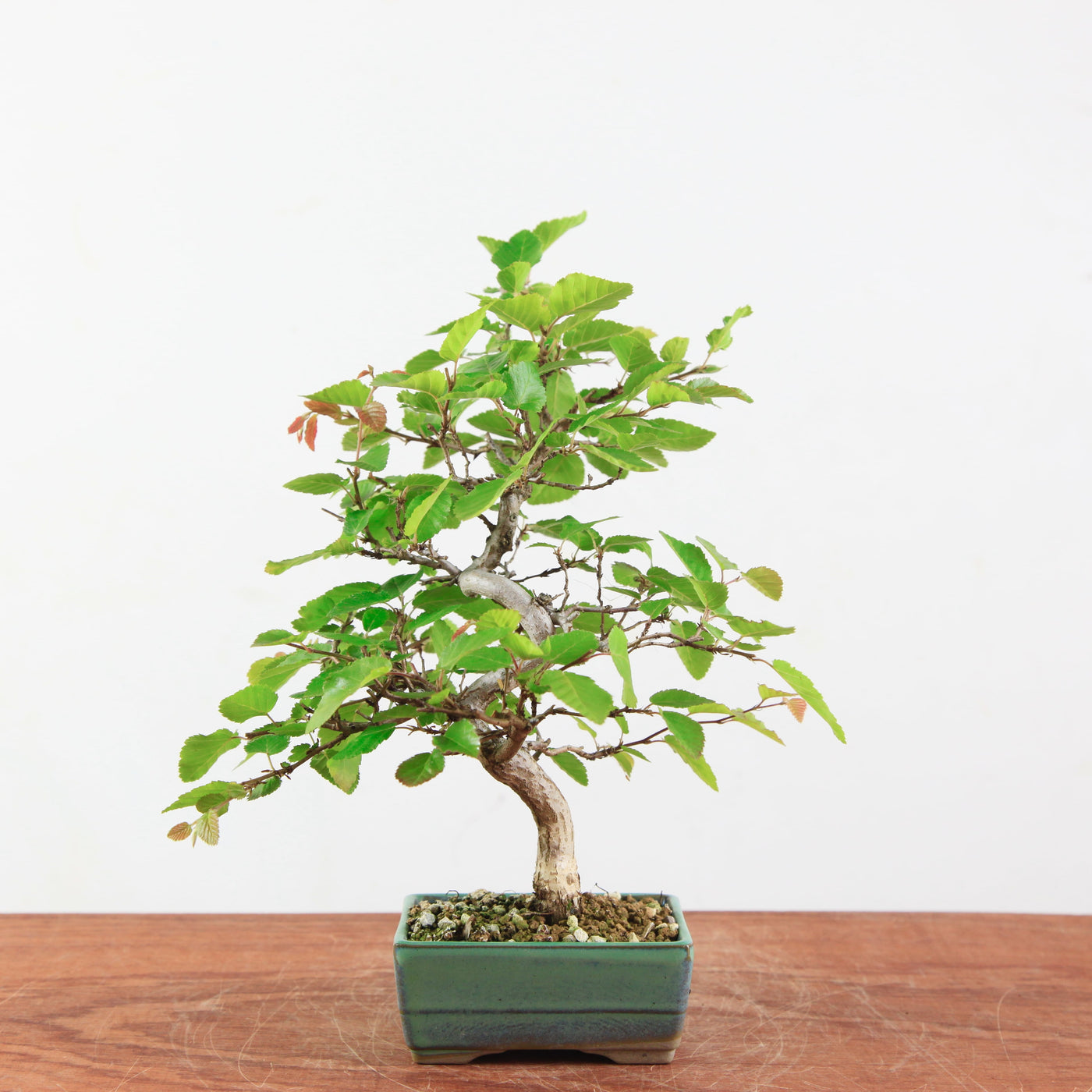 Bonsai Carpinus 'Turczaninowii'