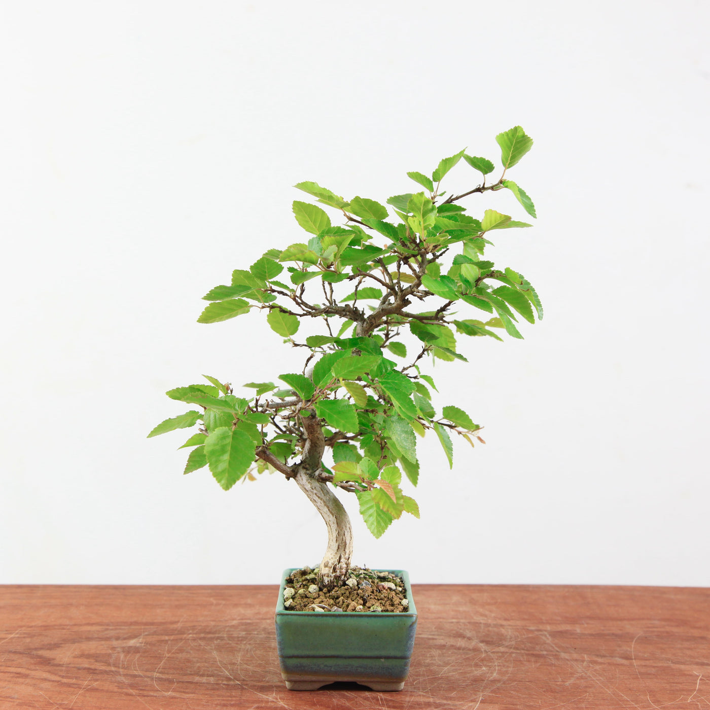 Bonsai Carpinus 'Turczaninowii'