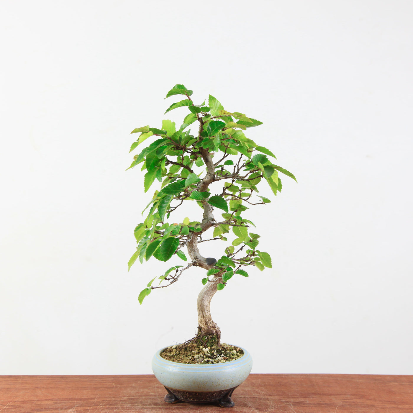 Bonsai Carpinus 'Turczaninowii'