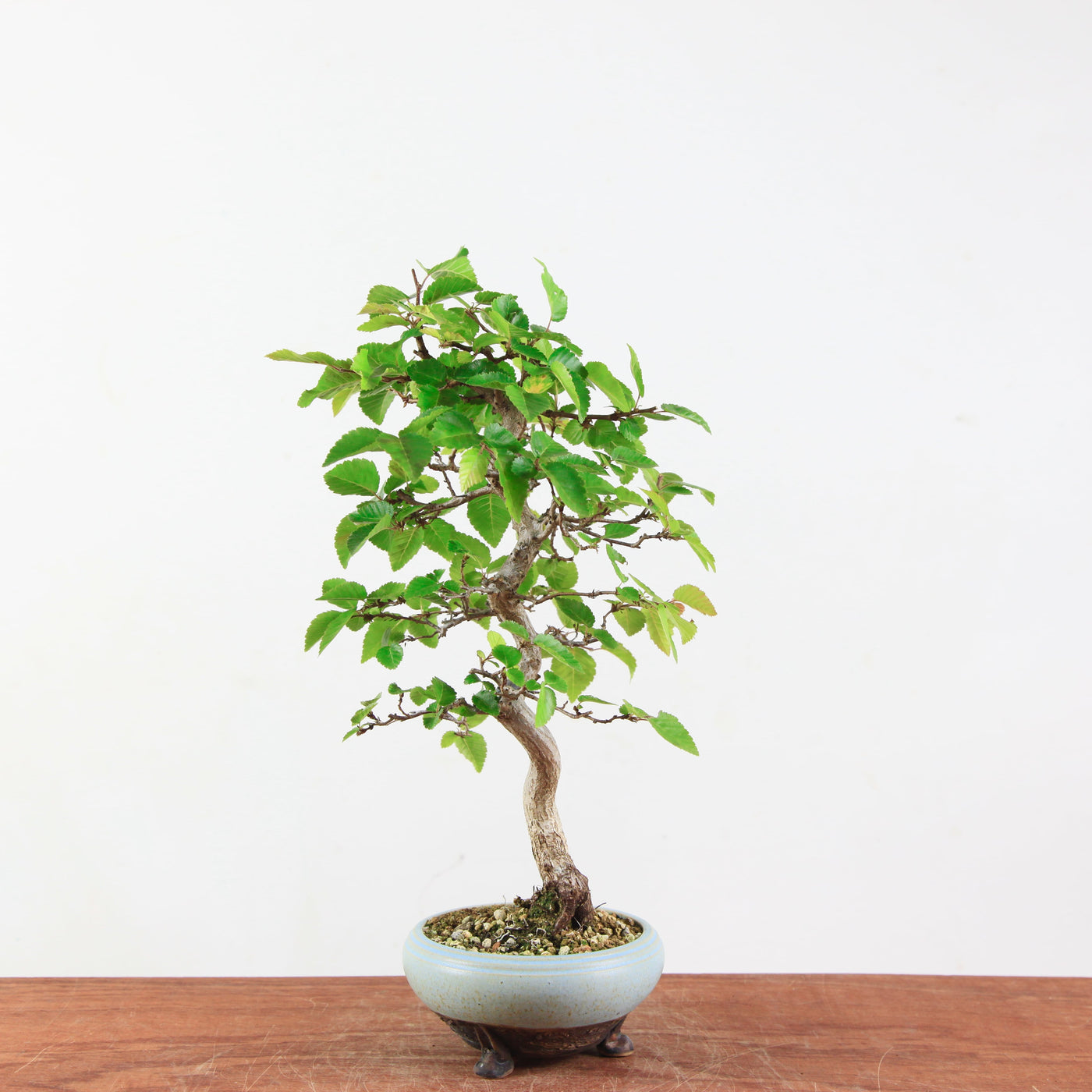Bonsai Carpinus 'Turczaninowii'