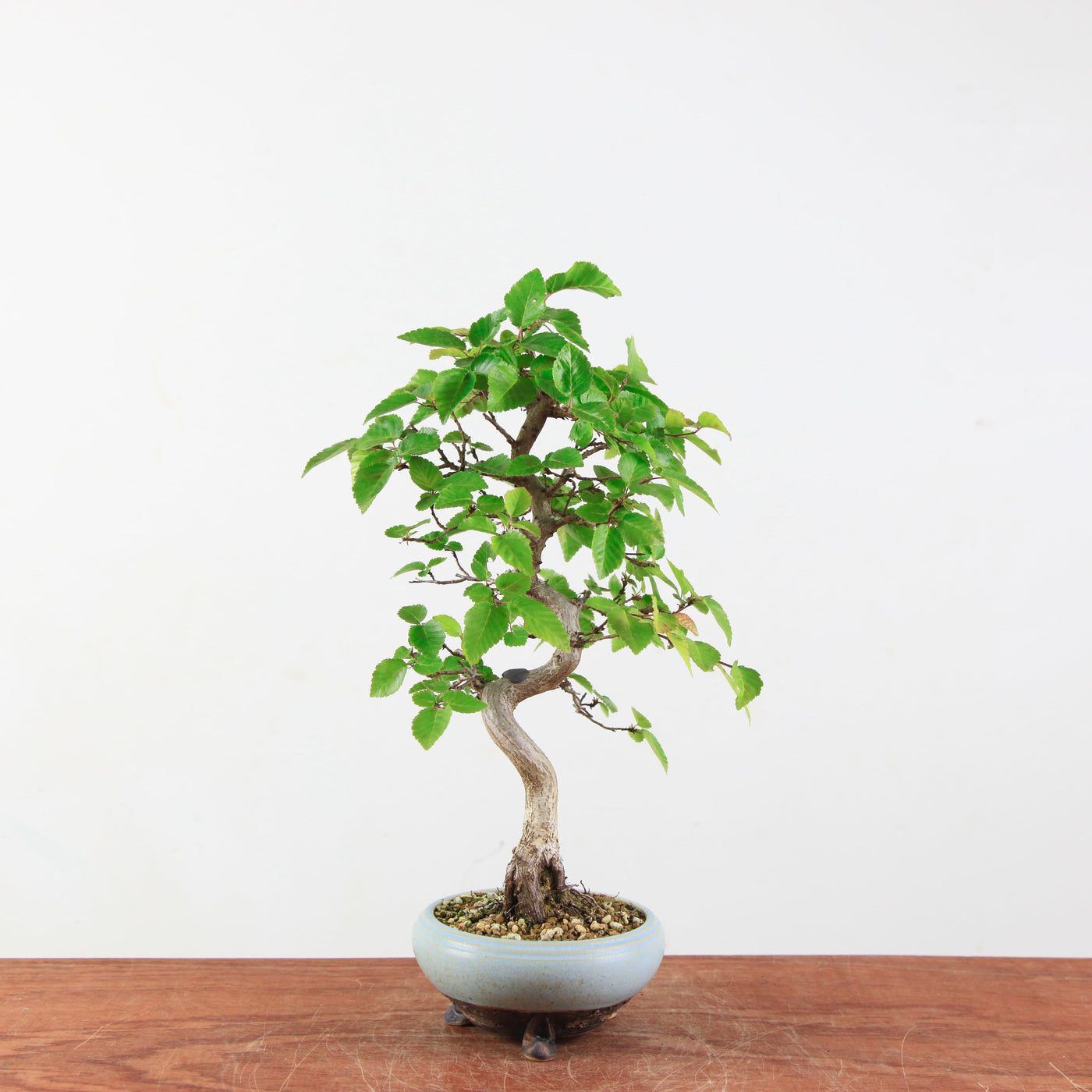 Bonsai Carpinus 'Turczaninowii'