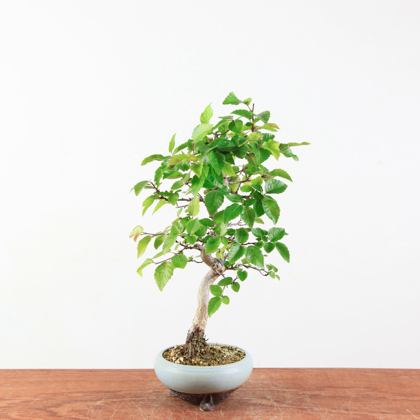Bonsai Carpinus 'Turczaninowii'