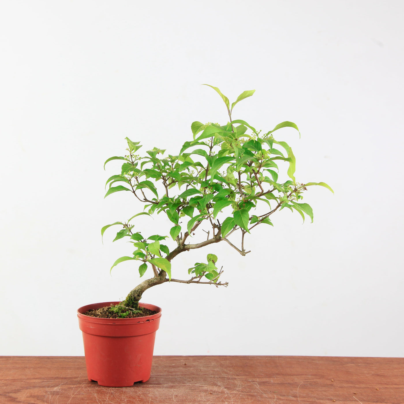 Bonsai Callicarpa Japonica