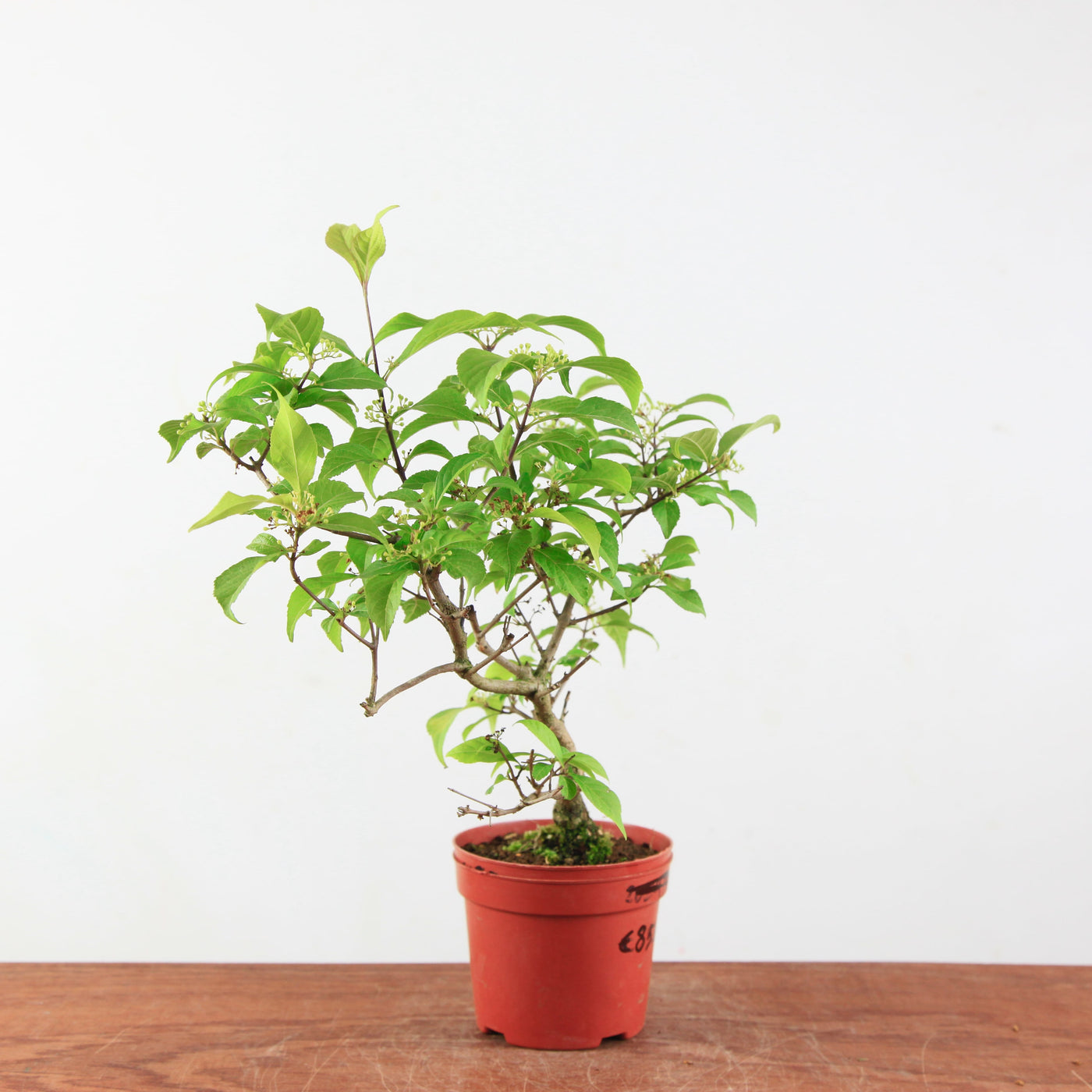 Bonsai Callicarpa Japonica