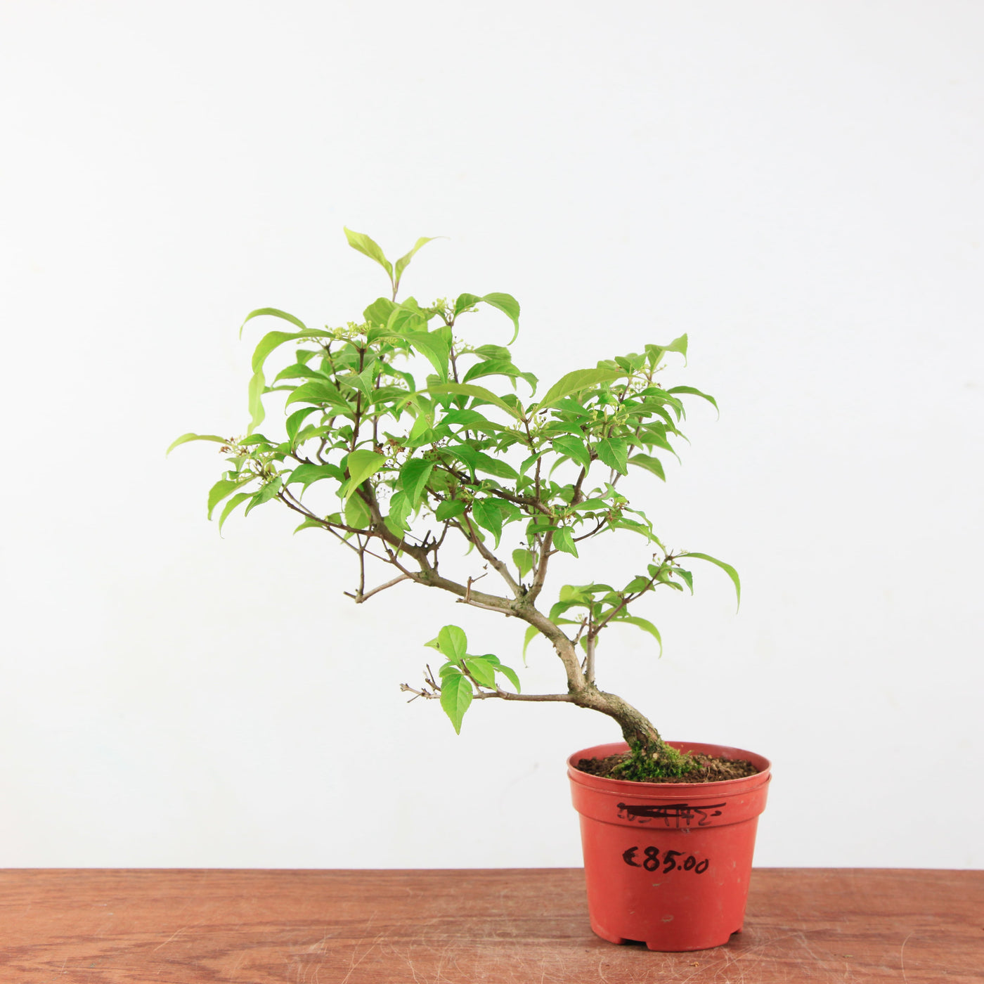 Bonsai Callicarpa Japonica