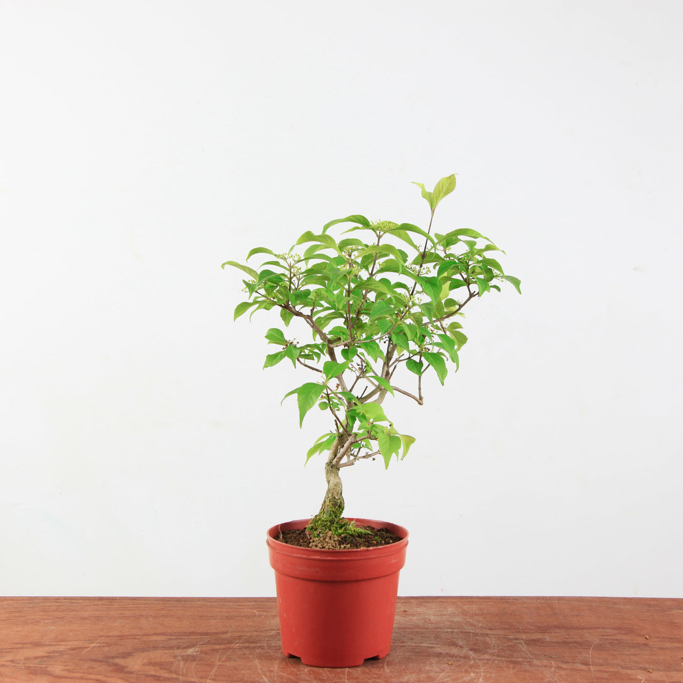 Bonsai Callicarpa Japonica