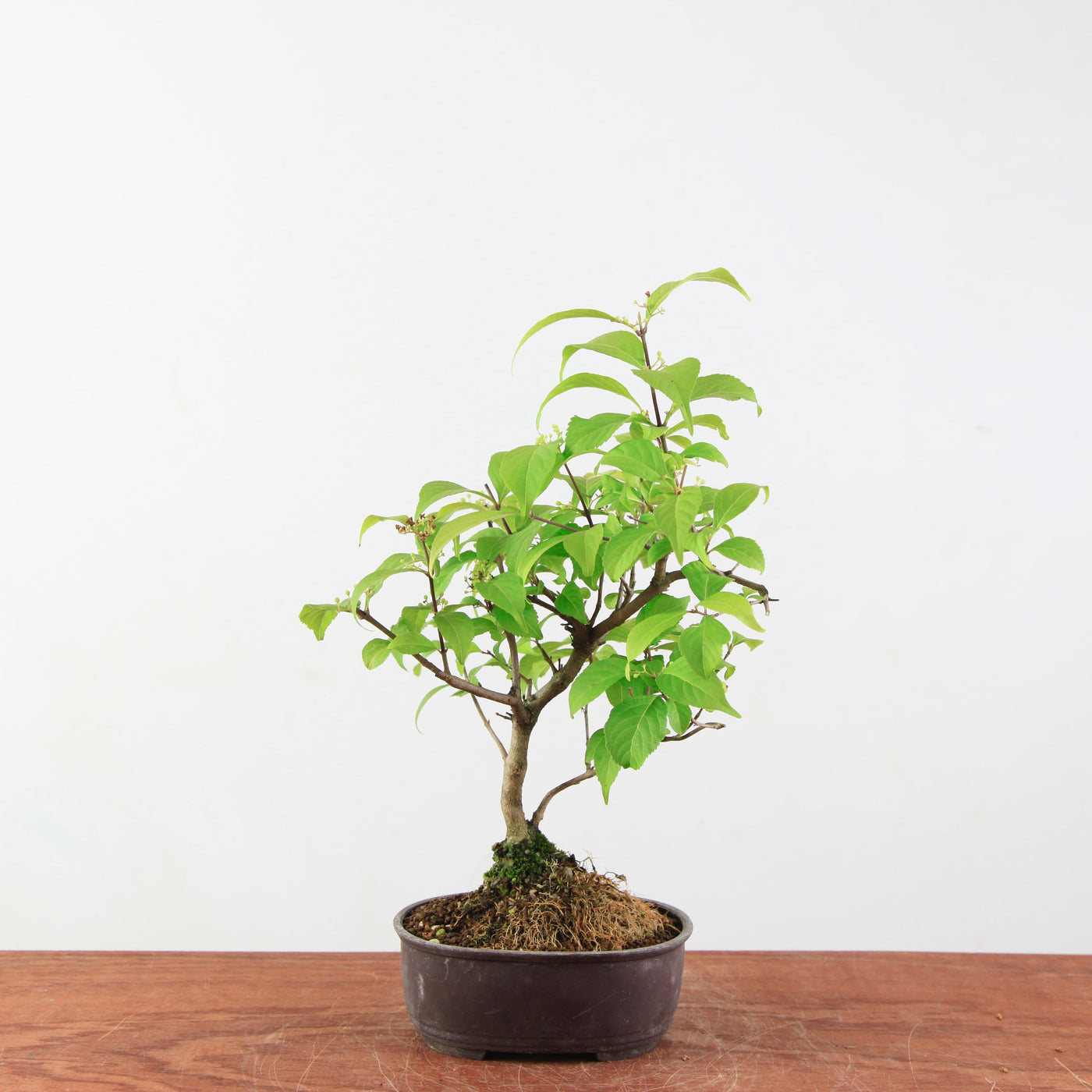 Bonsai Callicarpa Japonica
