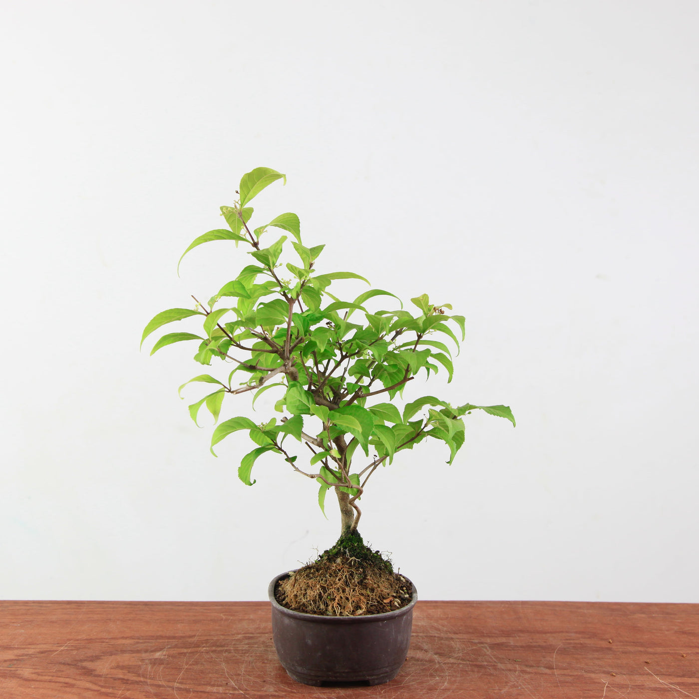 Bonsai Callicarpa Japonica