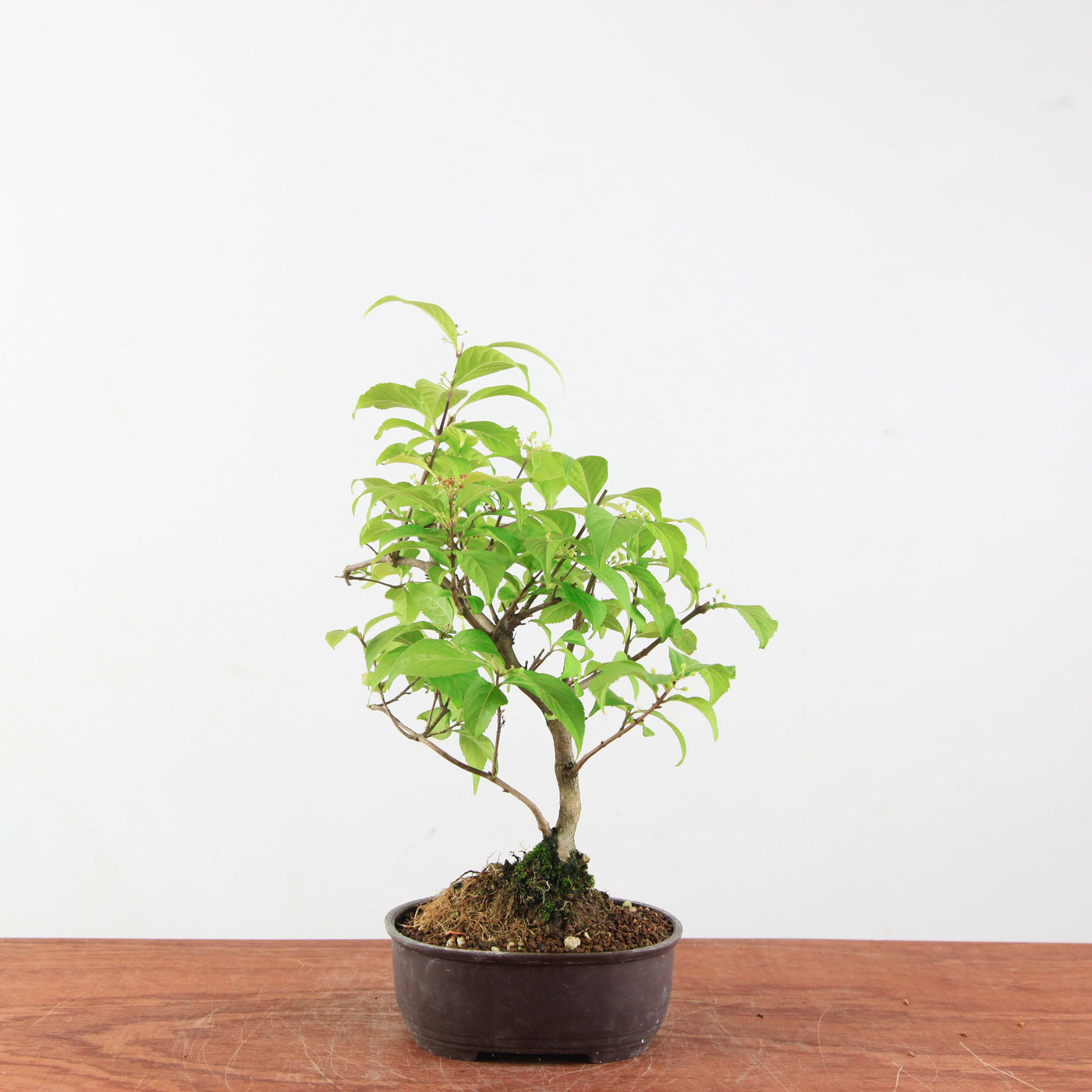 Bonsai Callicarpa Japonica