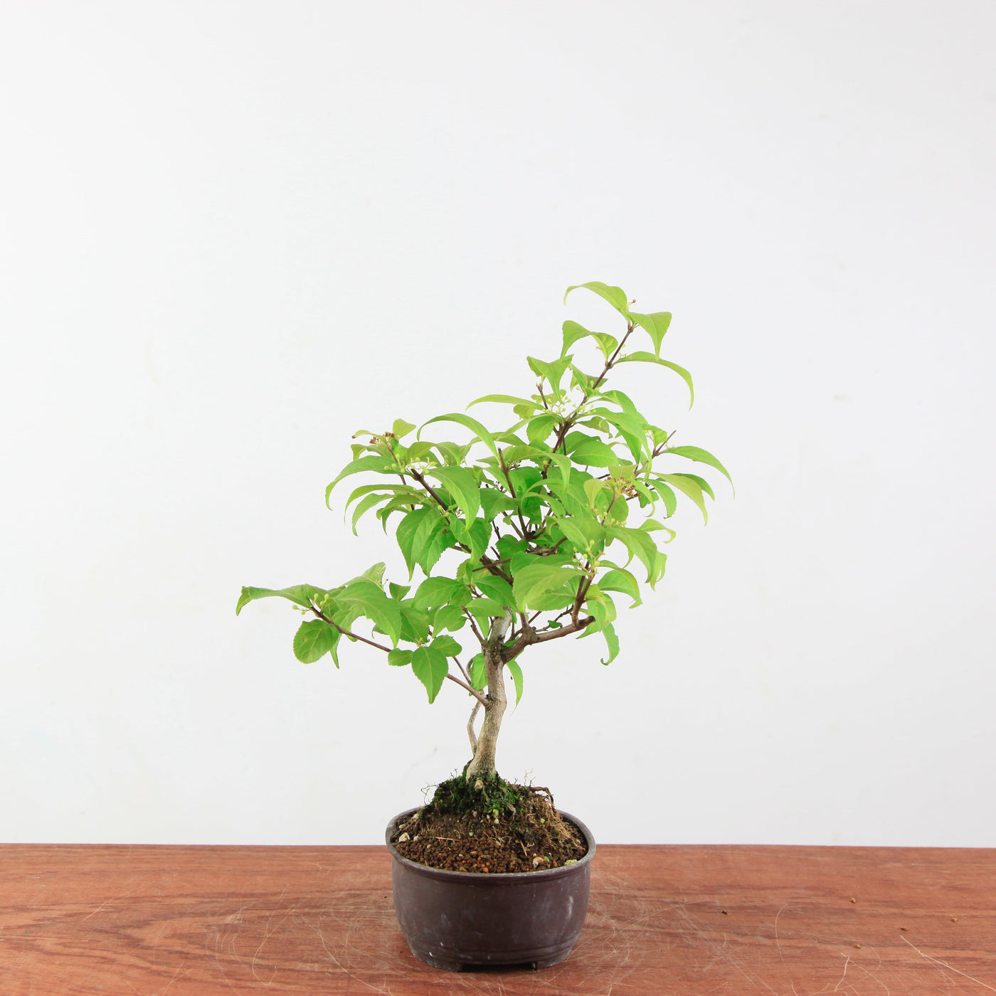 Bonsai Callicarpa Japonica