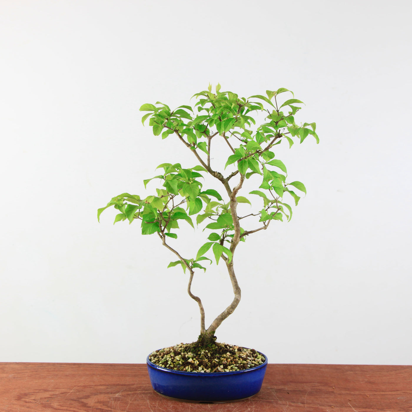 Bonsai Callicarpa Japonica