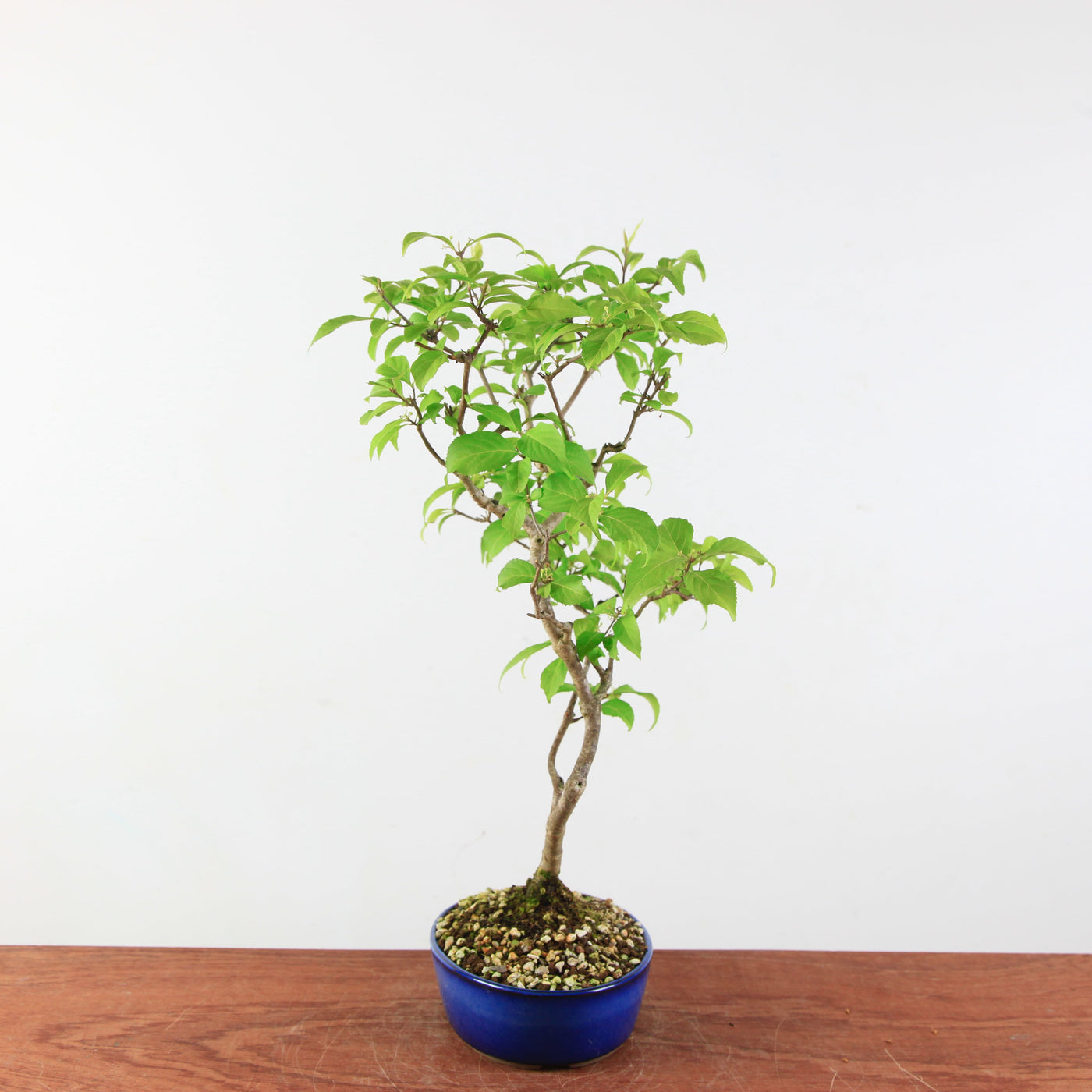 Bonsai Callicarpa Japonica
