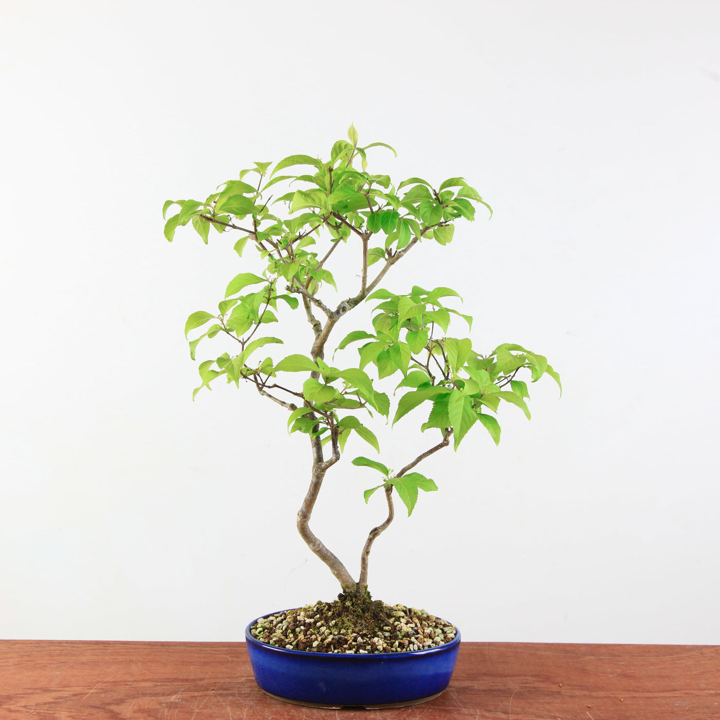 Bonsai Callicarpa Japonica