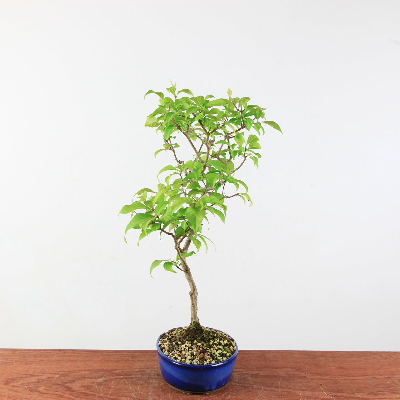 Bonsai Callicarpa Japonica