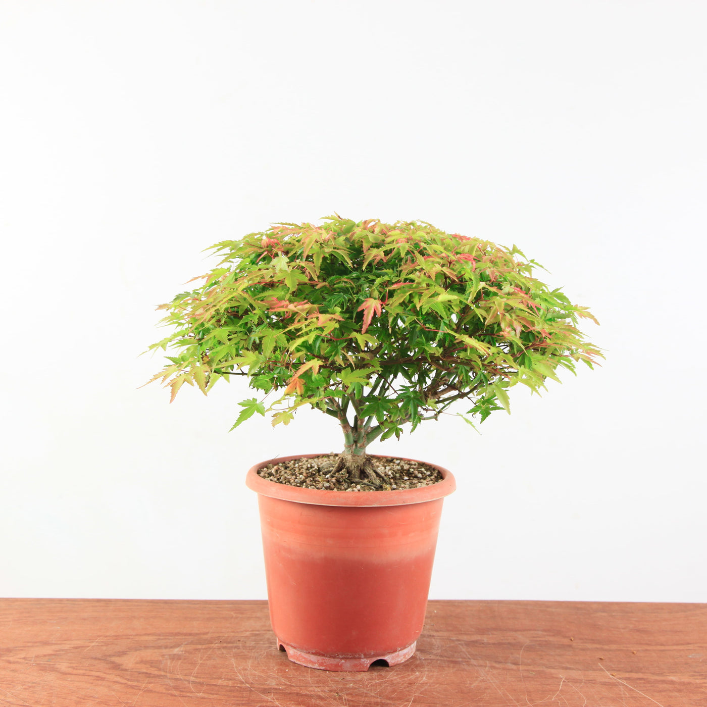 Bonsai Acer palmatum 'Kiyohime'