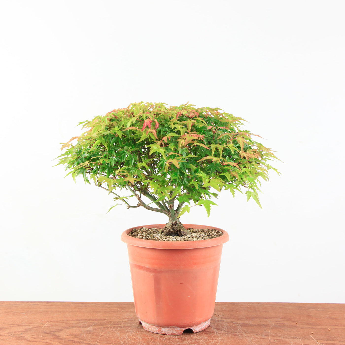 Bonsai Acer palmatum 'Kiyohime'