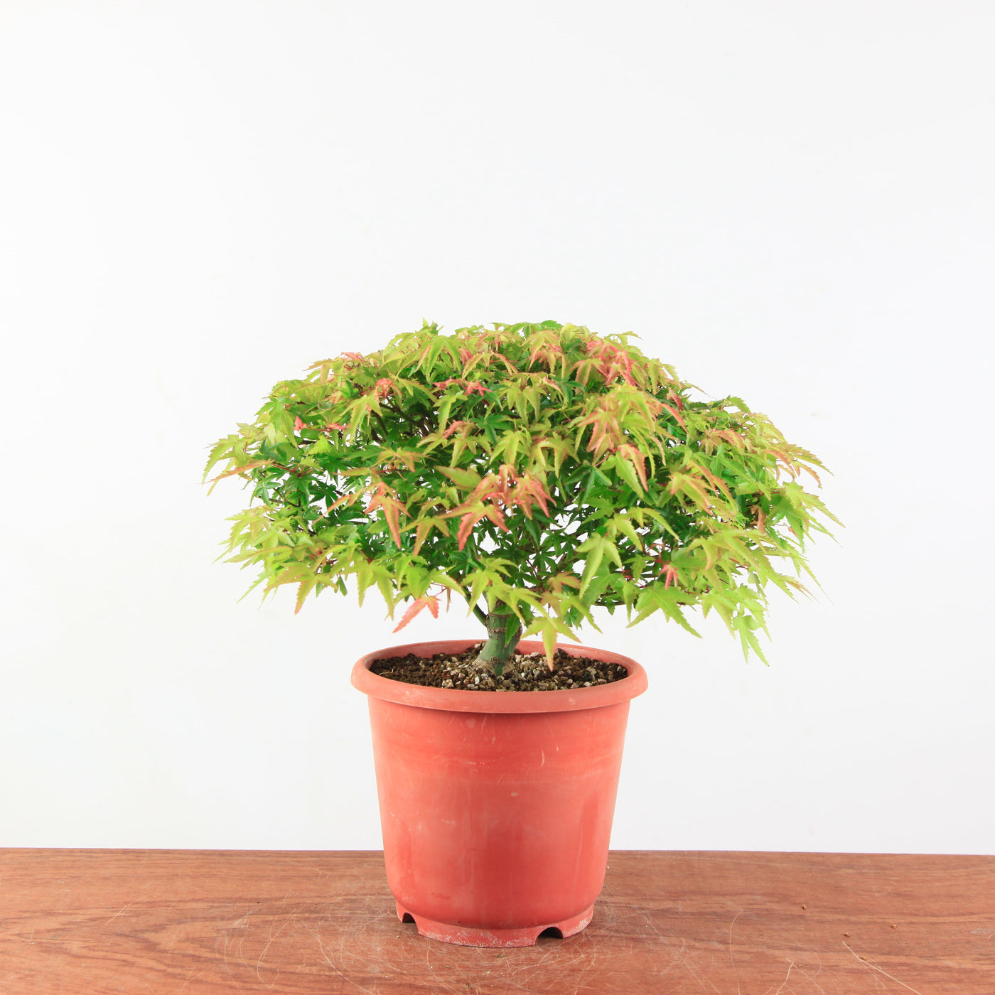 Bonsai Acer palmatum 'Kiyohime'