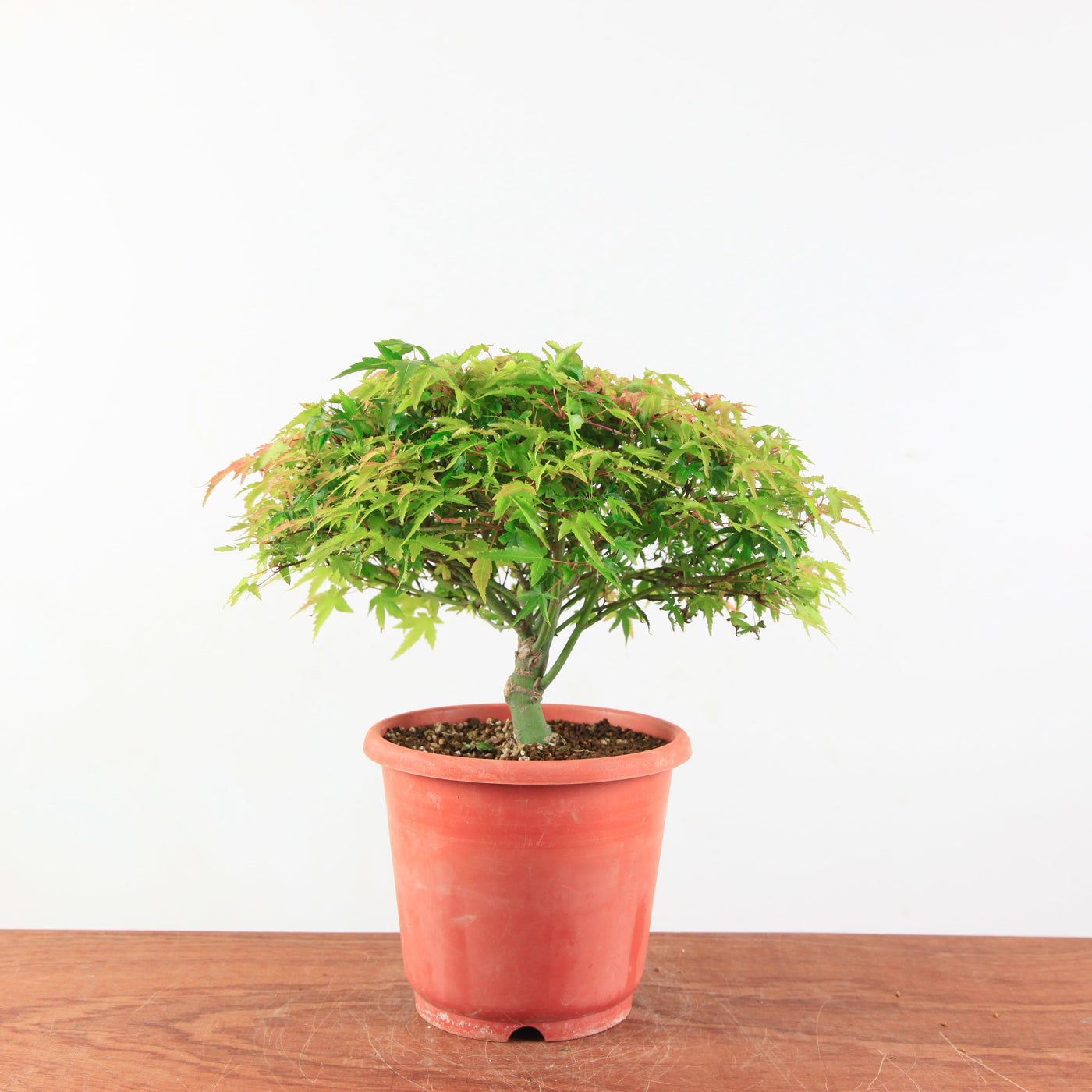 Bonsai Acer palmatum 'Kiyohime'