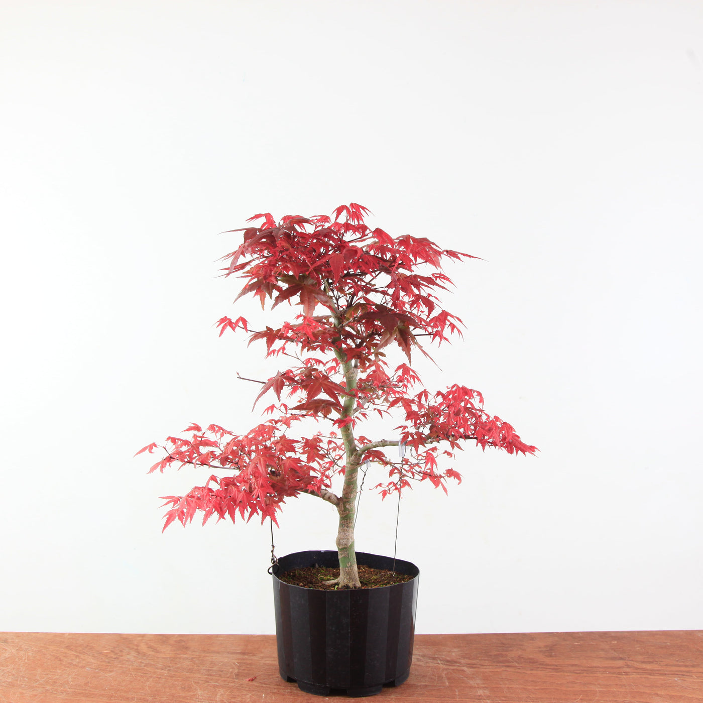 Bonsai Acer Palmatum 'Deshojo'