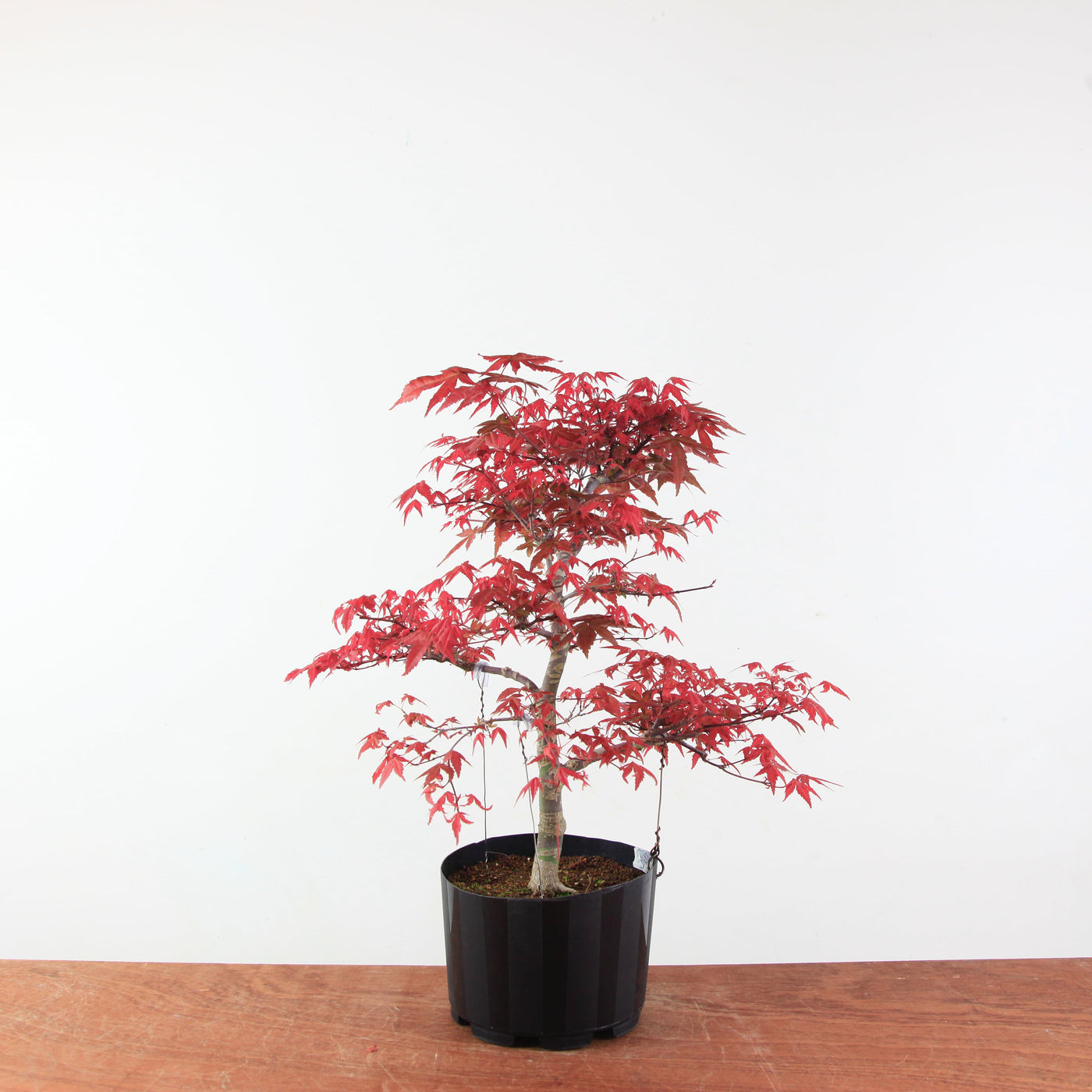 Bonsai Acer Palmatum 'Deshojo'