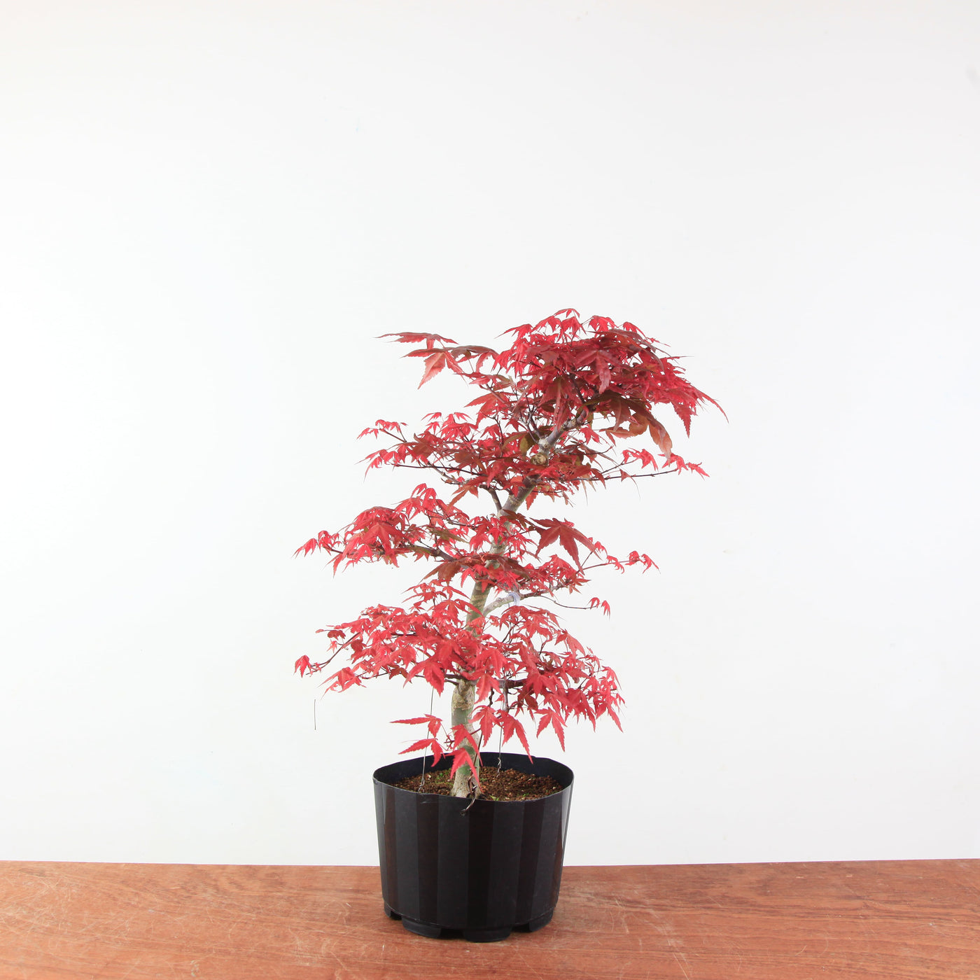 Bonsai Acer Palmatum 'Deshojo'