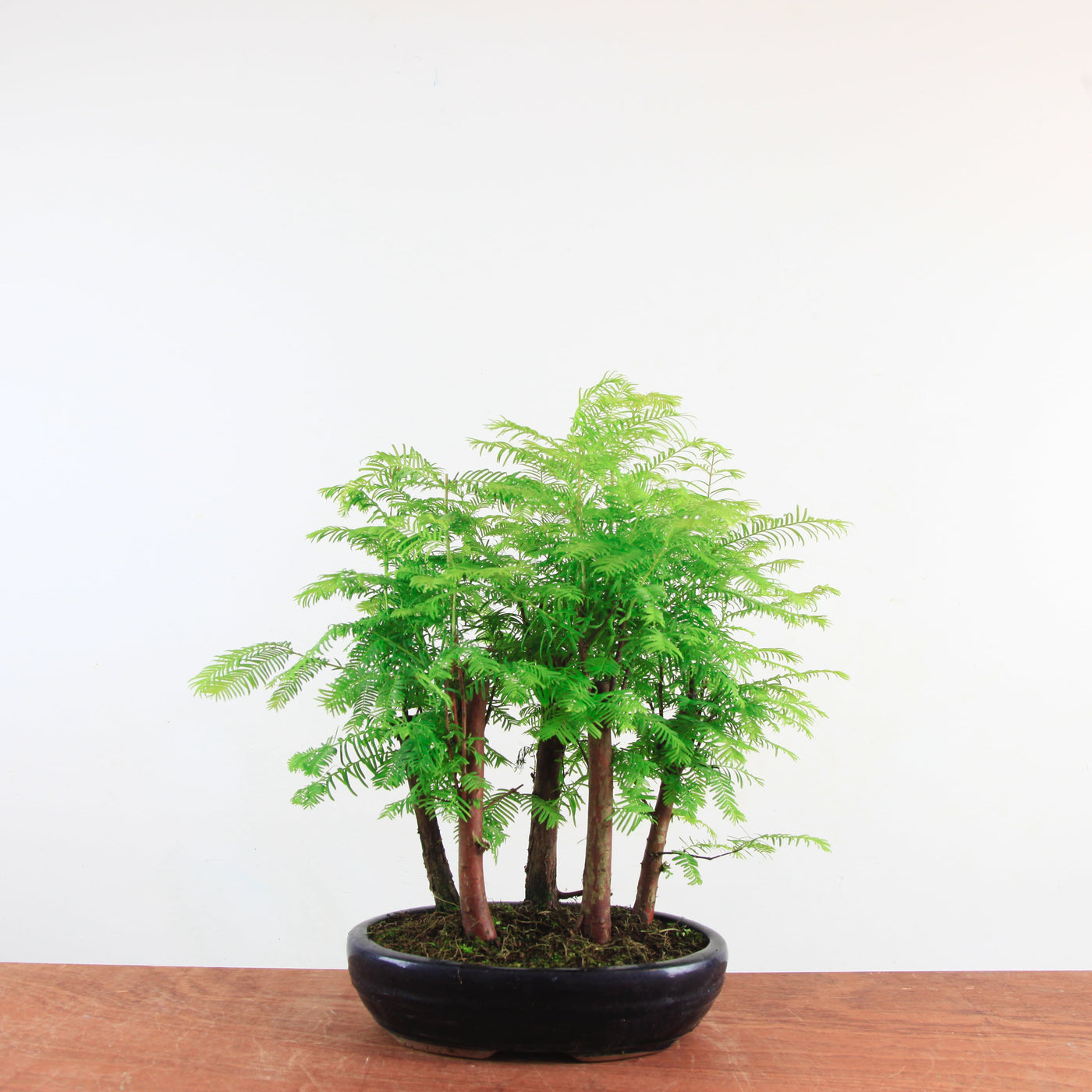 Bonsai Metasequoia 'watercipres'