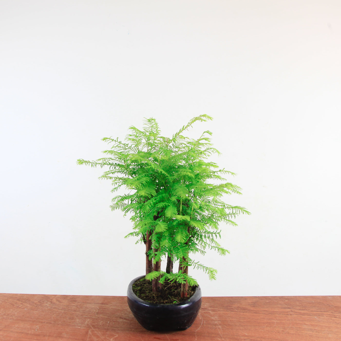 Bonsai Metasequoia 'watercipres'