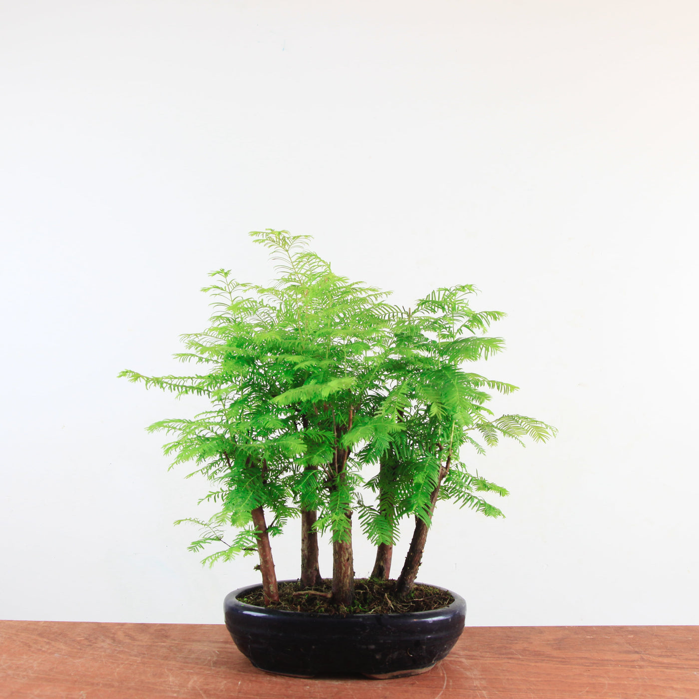 Bonsai Metasequoia 'watercipres'