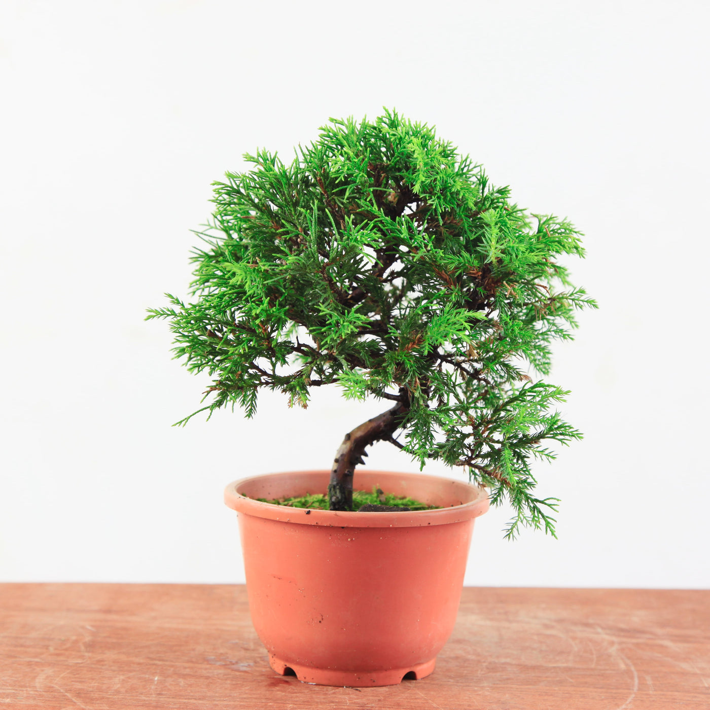 Bonsai Juniperus Chinensis 'itoigawa'