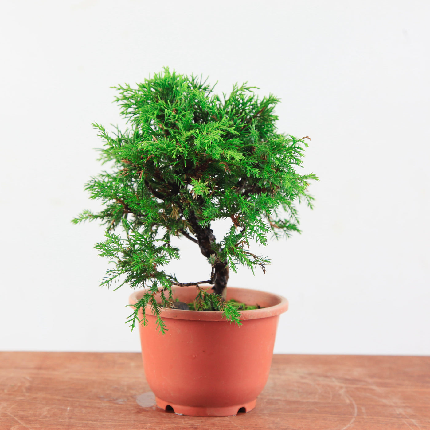 Bonsai Juniperus Chinensis 'itoigawa'