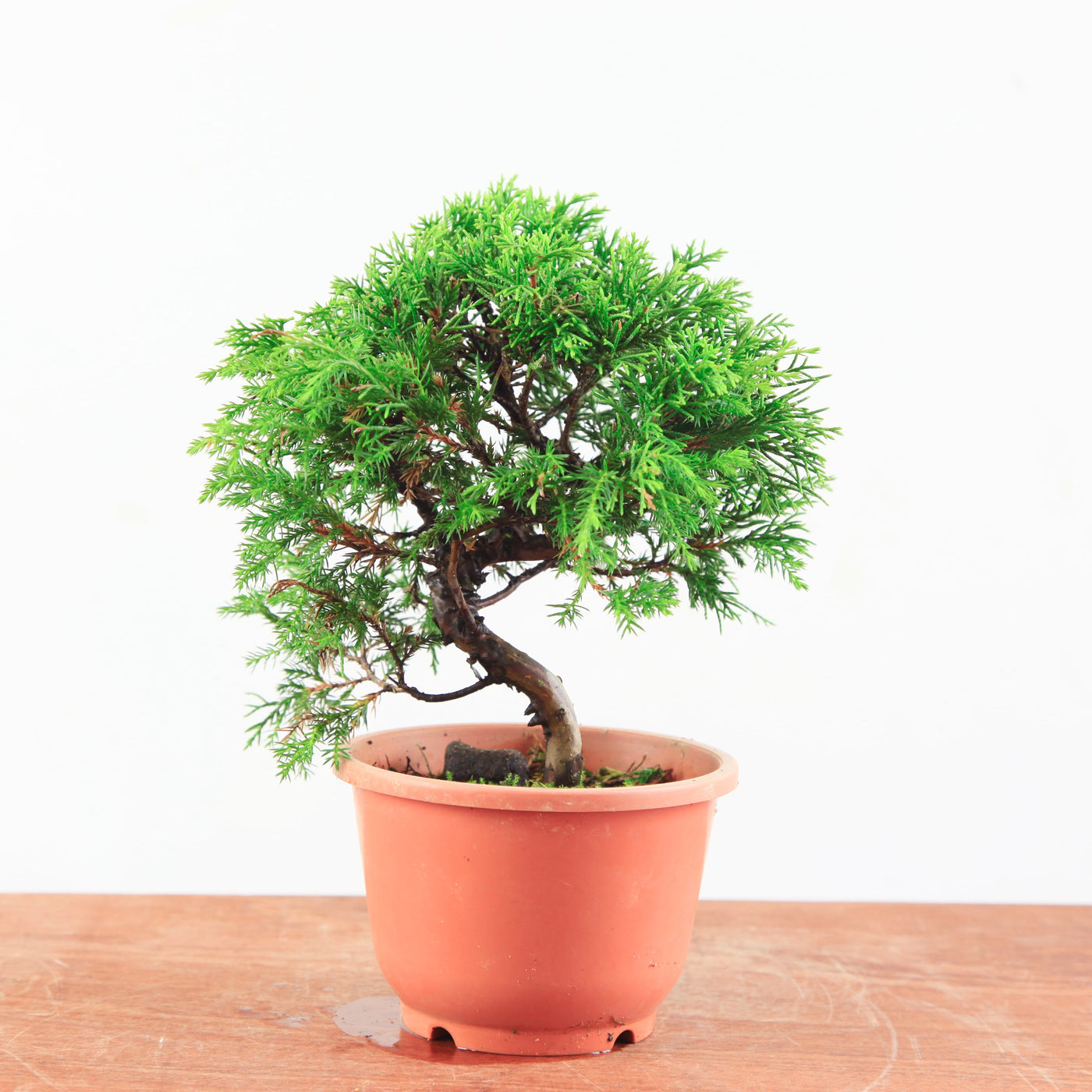 Bonsai Juniperus Chinensis 'itoigawa'