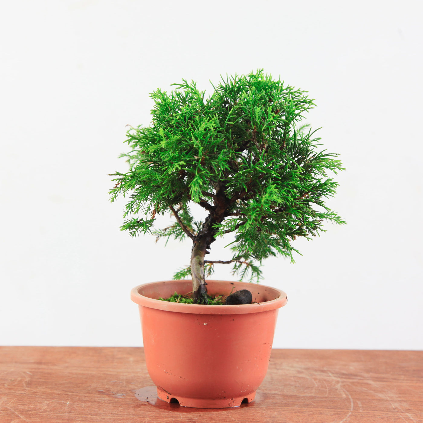 Bonsai Juniperus Chinensis 'itoigawa'