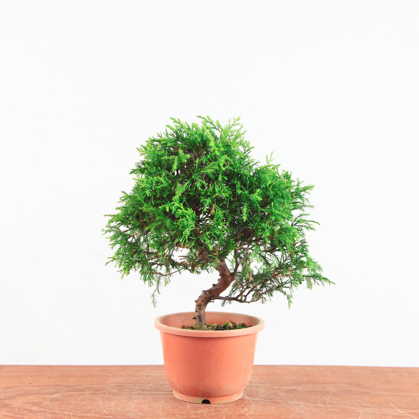 Bonsai Juniperus Chinensis 'itoigawa'