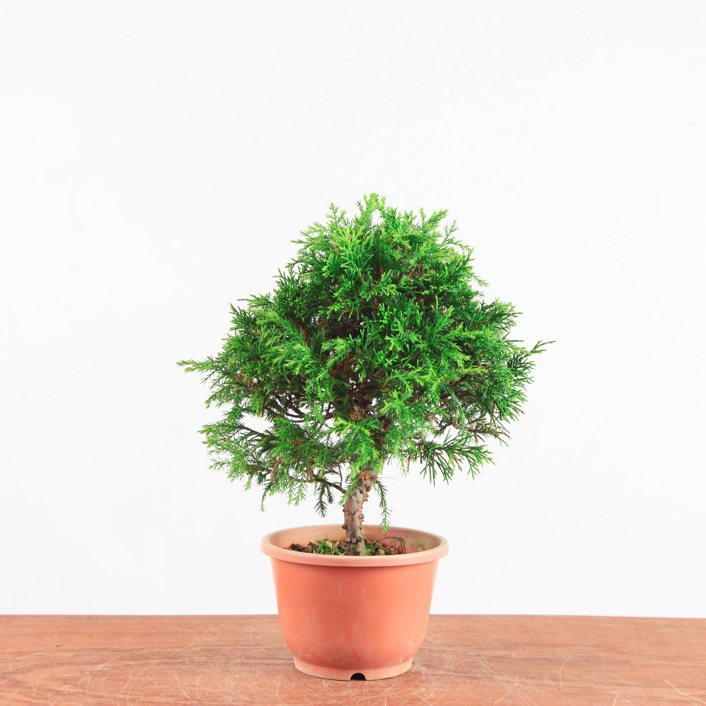 Bonsai Juniperus Chinensis 'itoigawa'