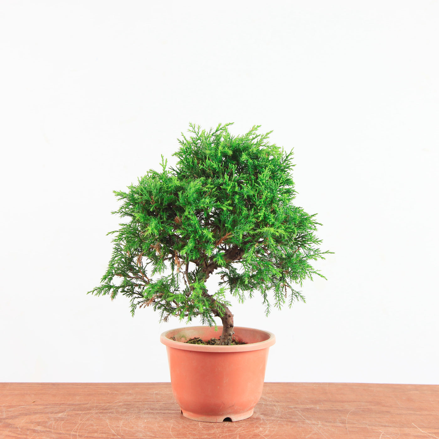 Bonsai Juniperus Chinensis 'itoigawa'